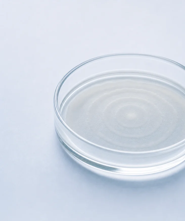 A layered microbial culture traced back to one origin point