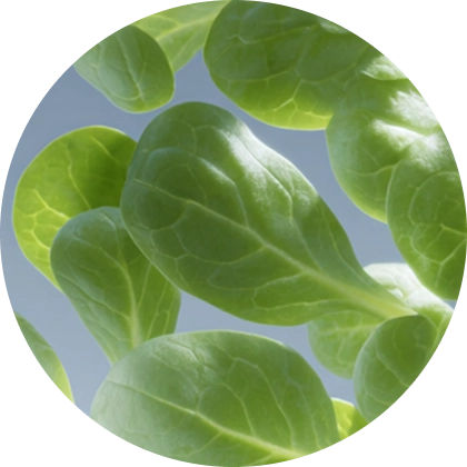 Fresh green leaves representing prebiotic plant fibre